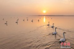 陕西红碱淖迎来候鸟迁徙高峰