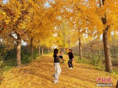 山东菏泽：秋意正浓引游人